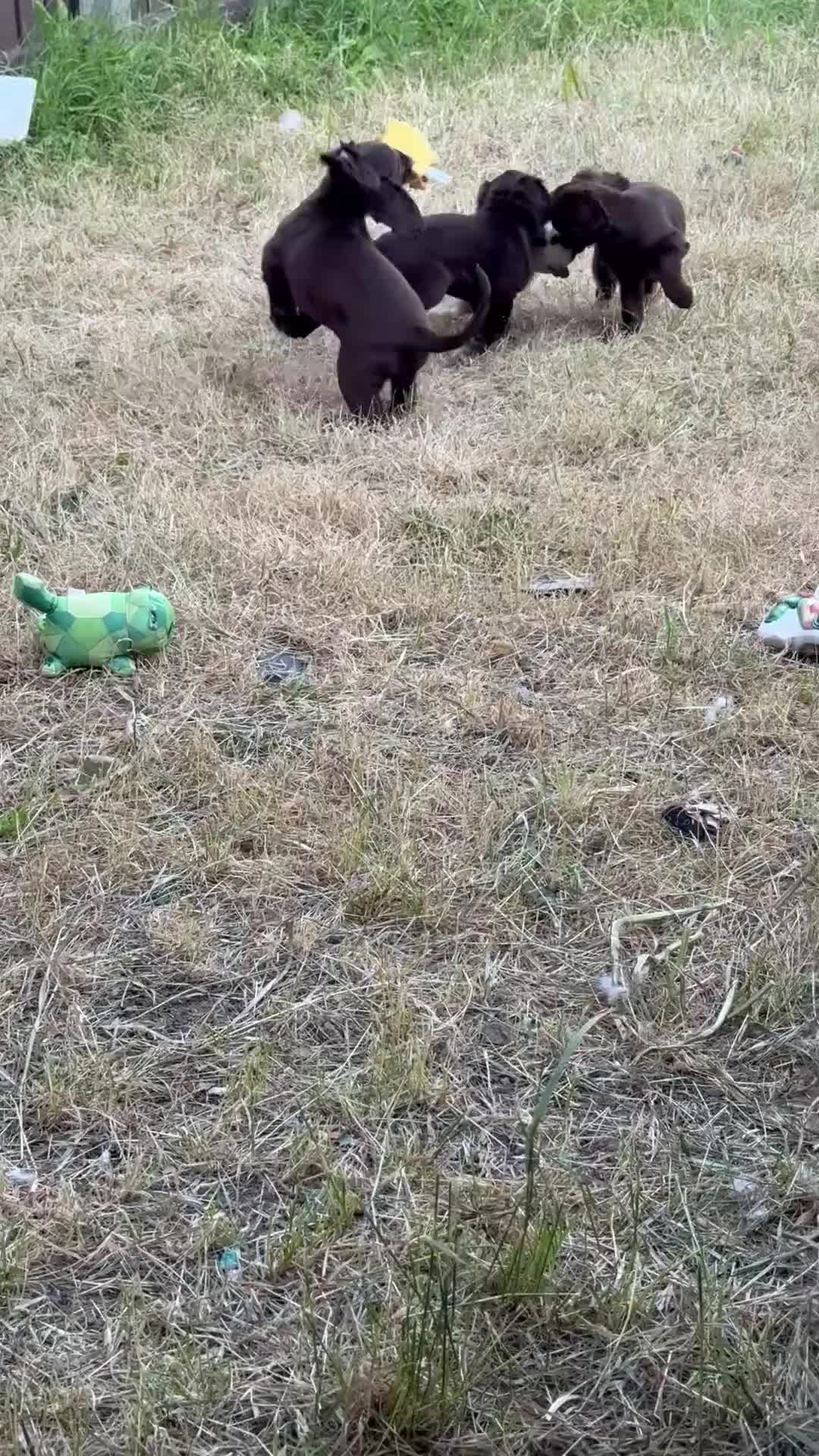 Cocker Spaniel dogs for sale: This weekend only all pups £600 each - Video 1