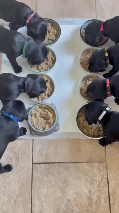 Mixed Breed dogs for sale: Sprockador puppies  - Video 1