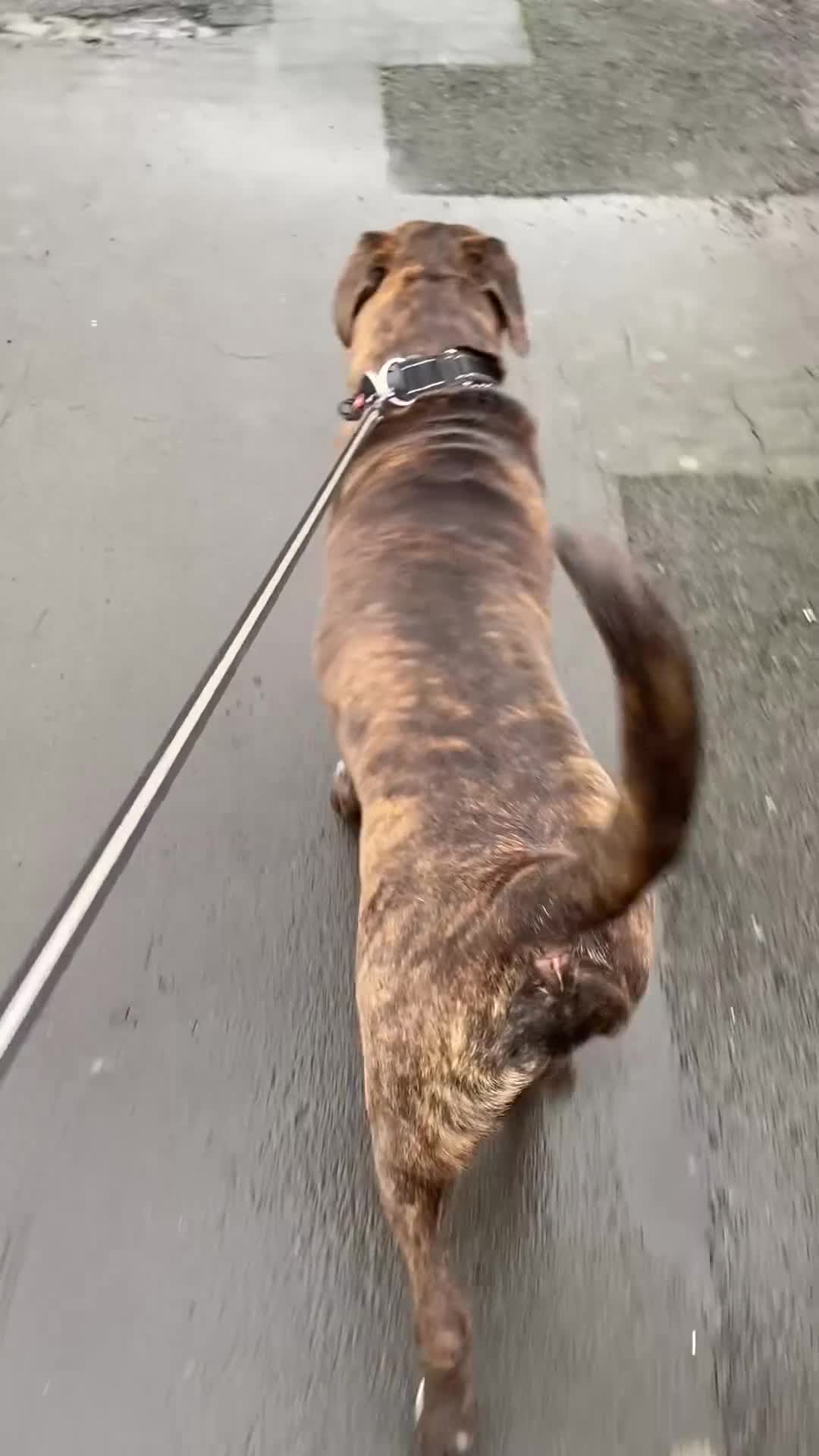 Presa Canario dogs for sale: Presa Canario 8 Months Old - Basti - Video 1