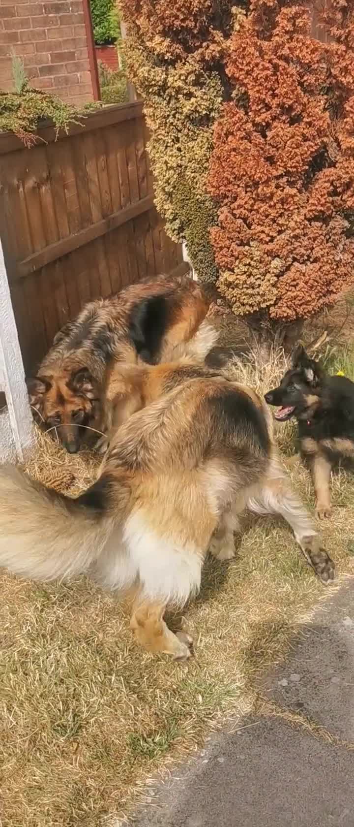 German Shepherd dogs for sale: German shepherd puppies - Video 4