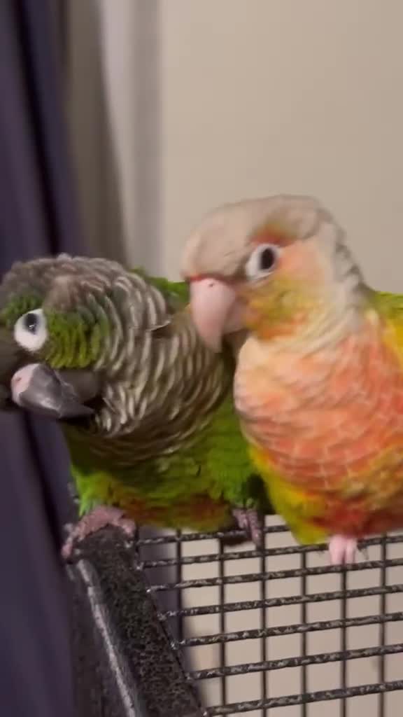 Conures birds for sale: Bonded Pair of Conures Tamed - Video 1