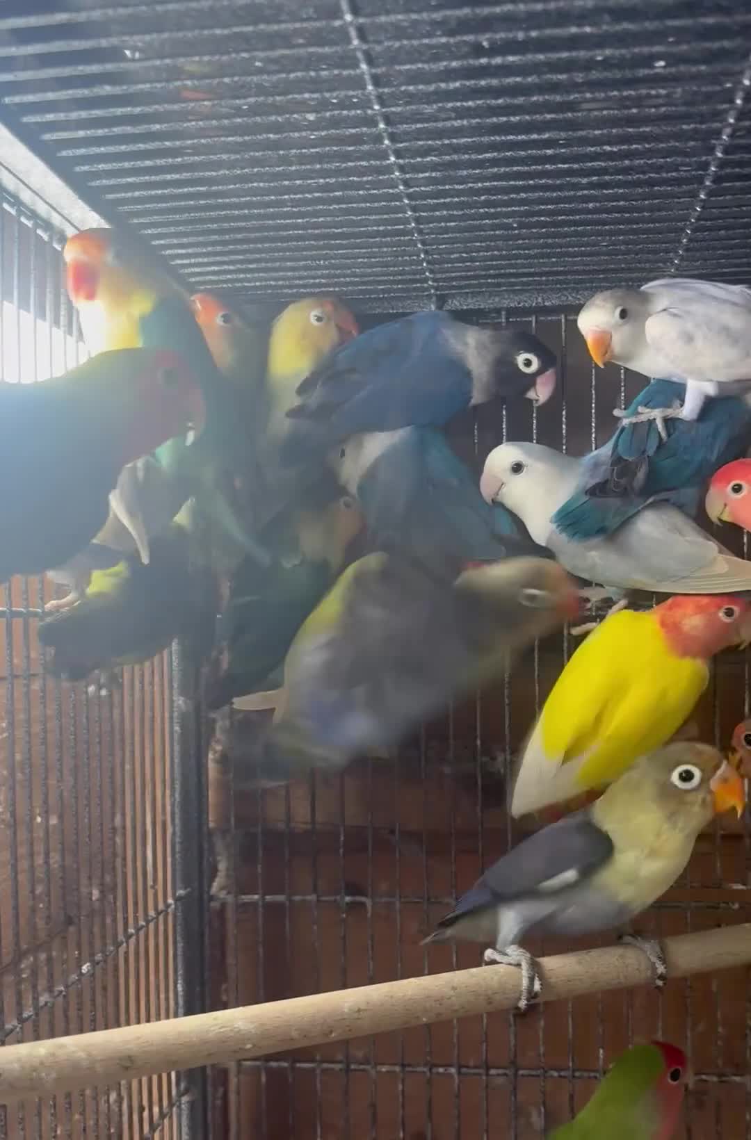 Lovebirds birds for sale: Lots of lovebirds  - Video 1