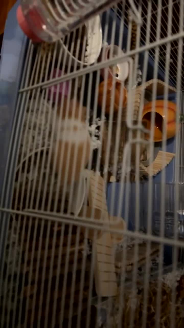 Hamster rodents for sale: Hamsters - Video 4