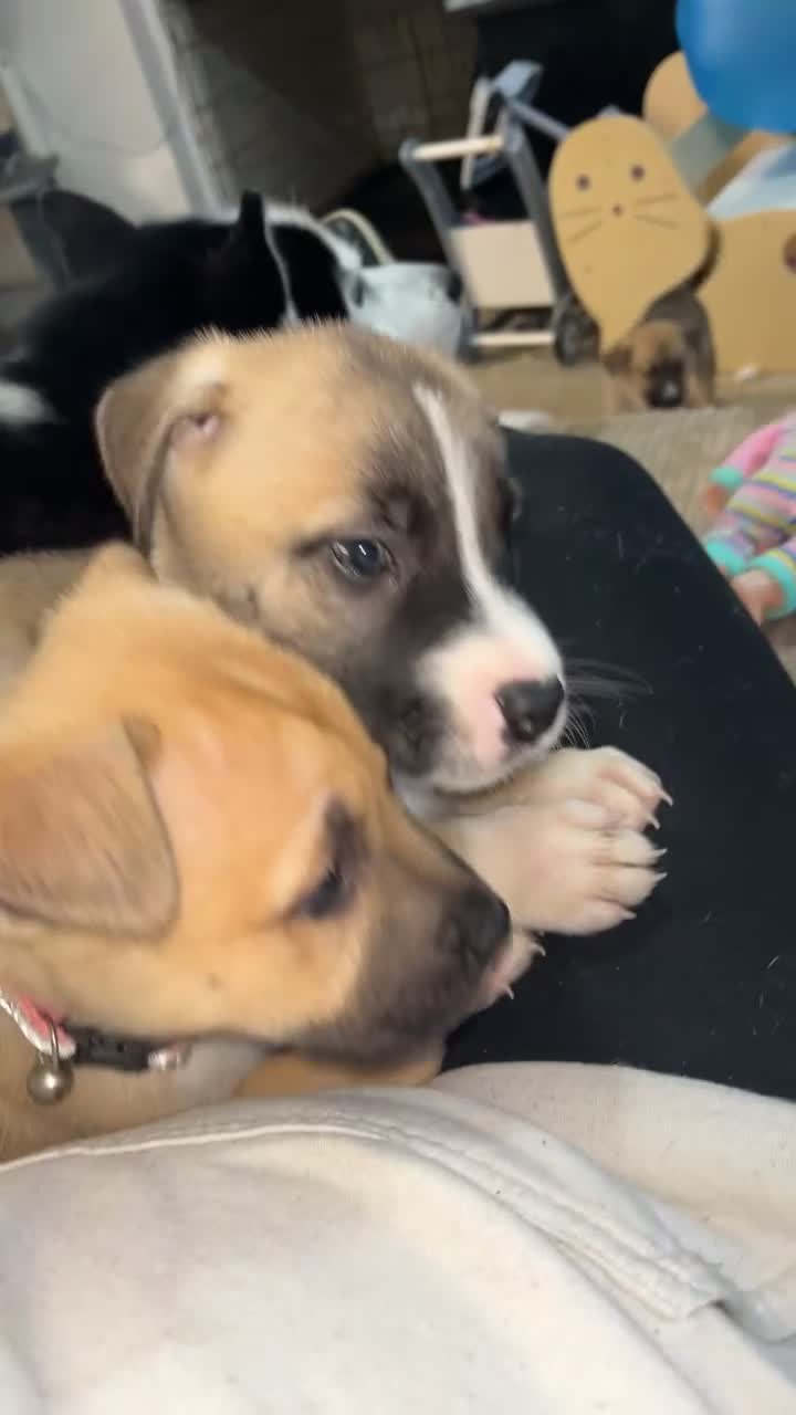 Mixed Breed dogs for sale: HUSKY CROSS STAFFY - Video 2