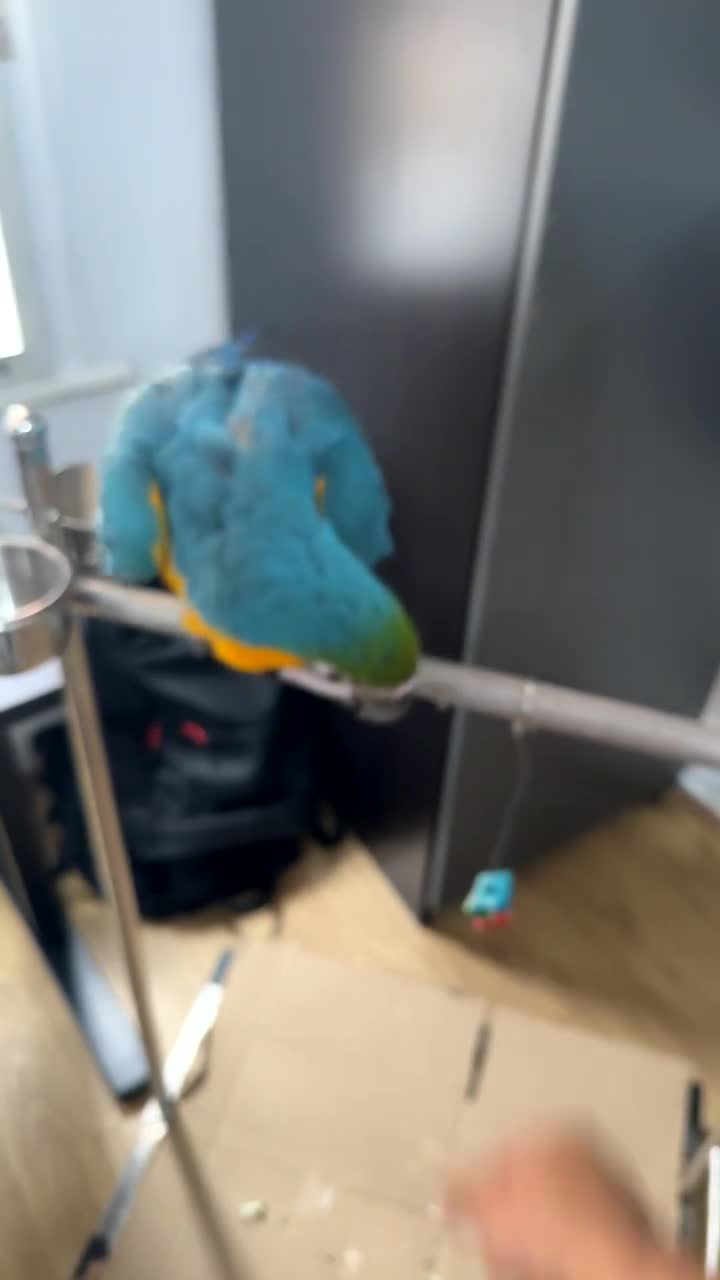Macaws birds for sale: Blue & Gold Macaw – 12 Months Old Hand-Reared - Video 2
