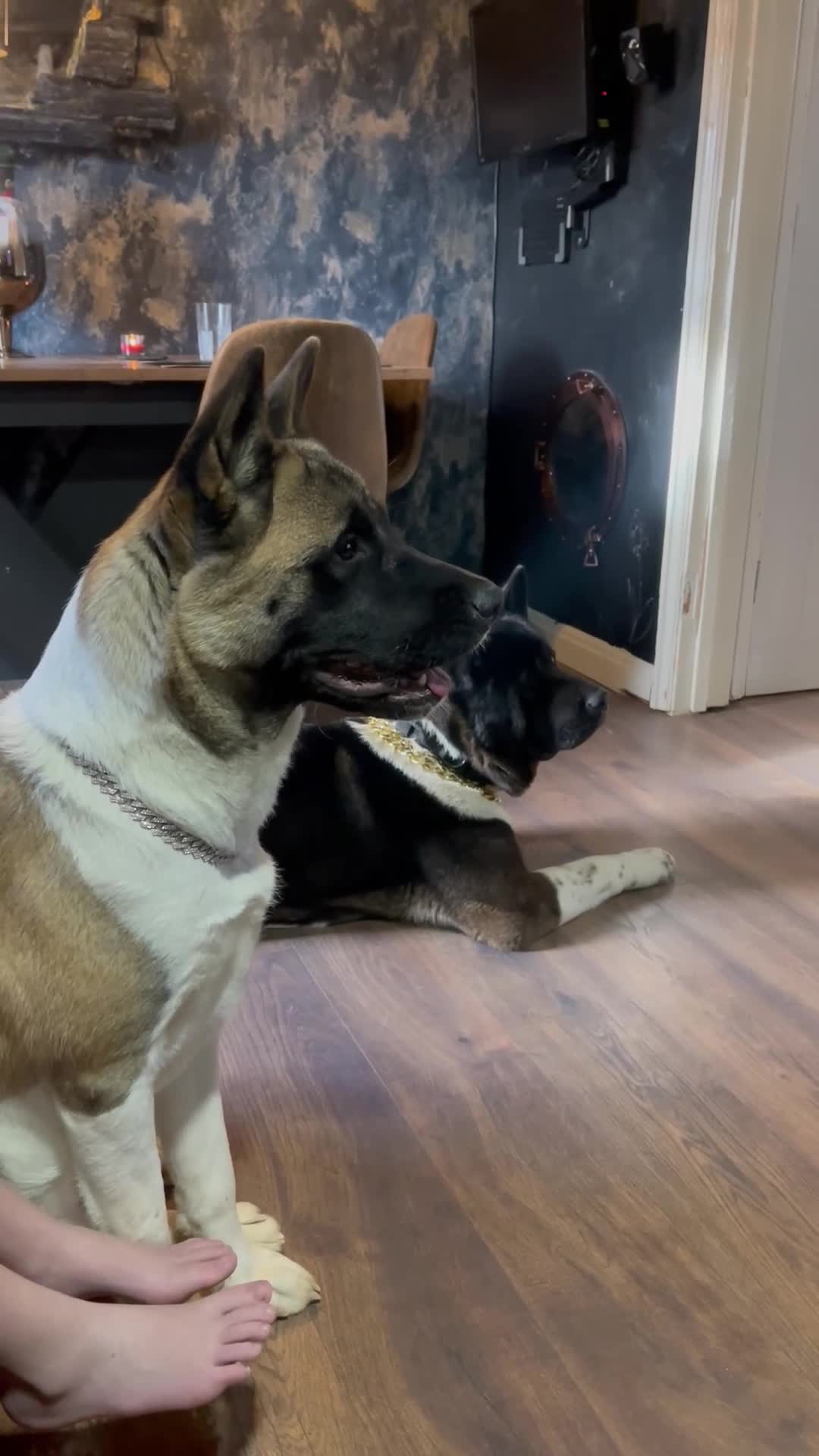 Akita dogs for sale: Chunky bears, WELL TRAINED in Newmarket - Video 1