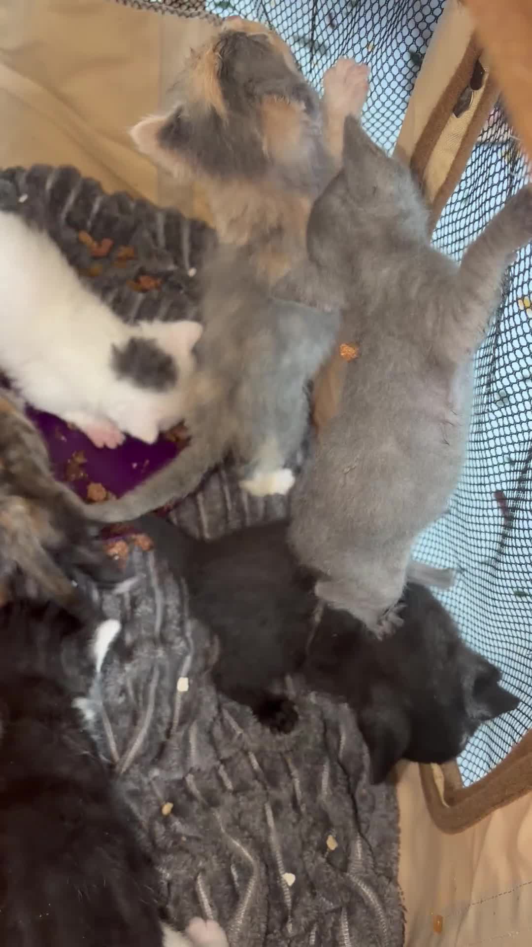 Mixed Breed cats for sale: 7 Kittens - Video 1
