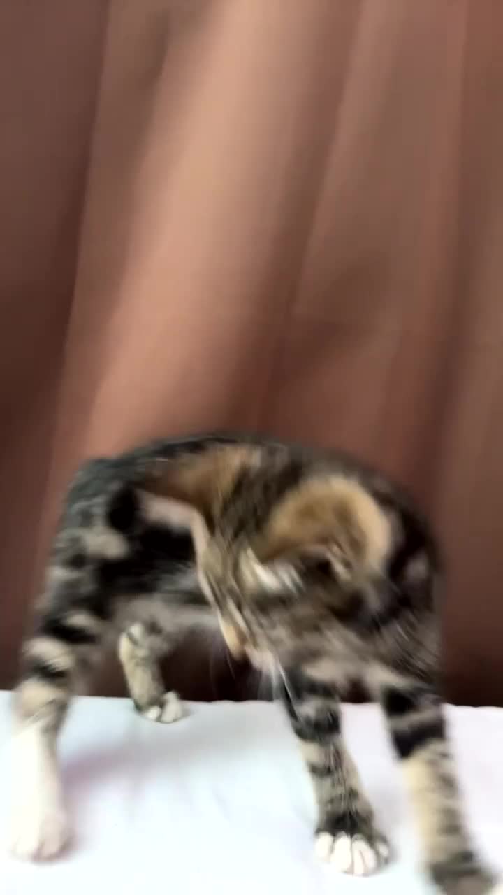 European cats for sale: 3 kittens for sale  - Video 1