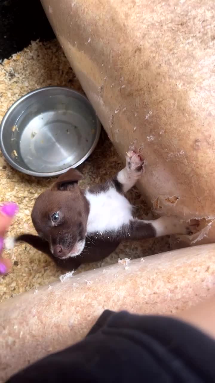 Mixed Breed dogs for sale: Terrier x collie pups  in Stockton-on-Tees - Video 1