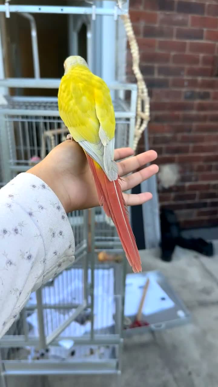 Conures birds for sale: Free flight trained baby conure  in Bolton - Video 2