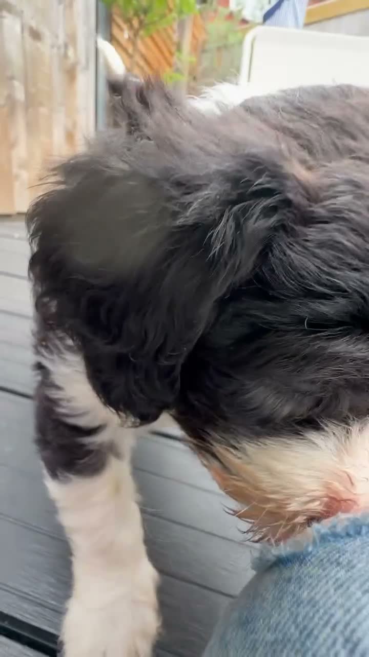 Sheepadoodle dogs for sale: Beautiful Black & White Sheepadoodles - Video 2