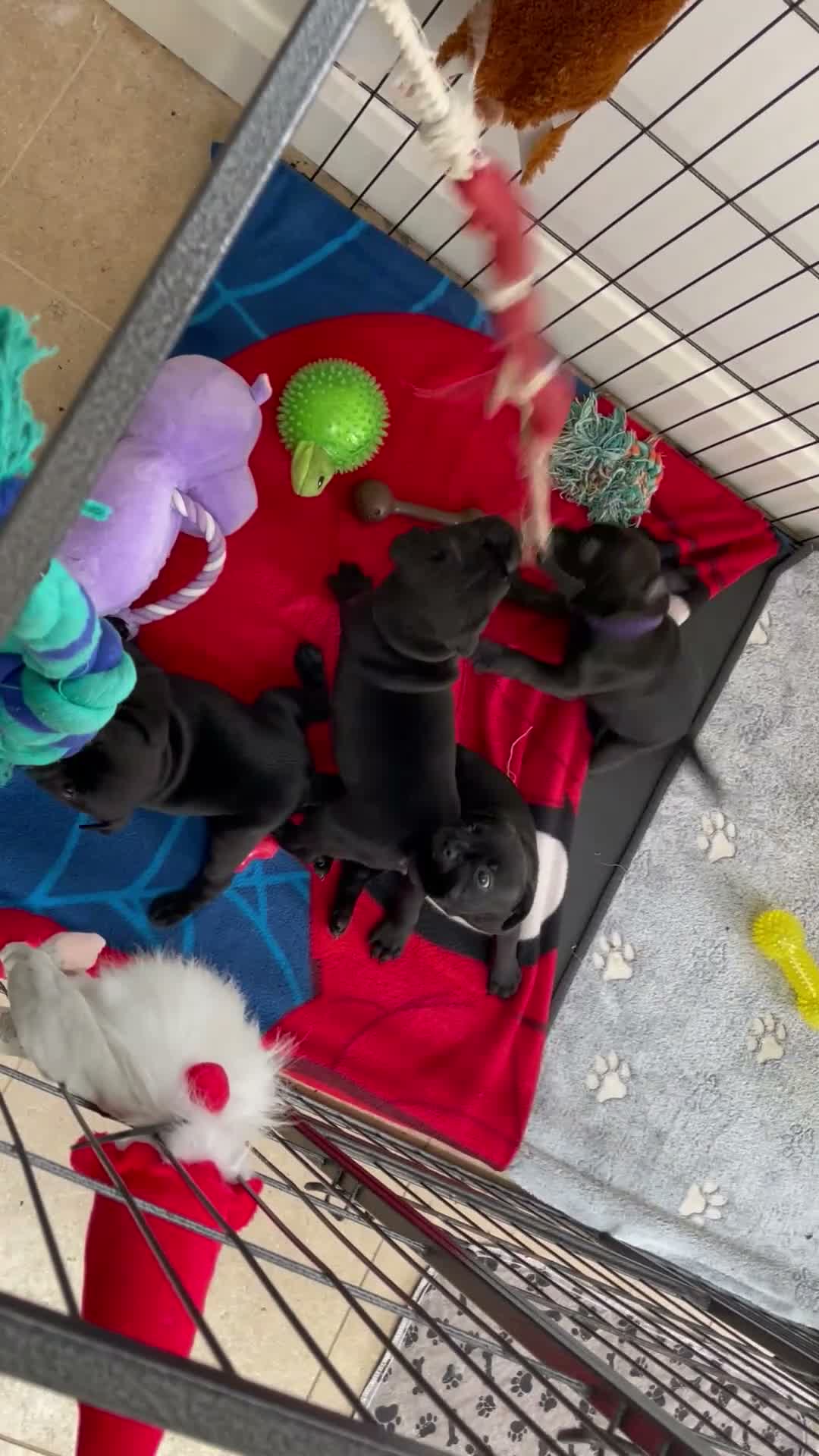 Staffordshire Bull Terrier dogs for sale: 🐾 KC Reg 4 x Stunning Staffy Puppies 🩷🩷🩷💙 - Video 3