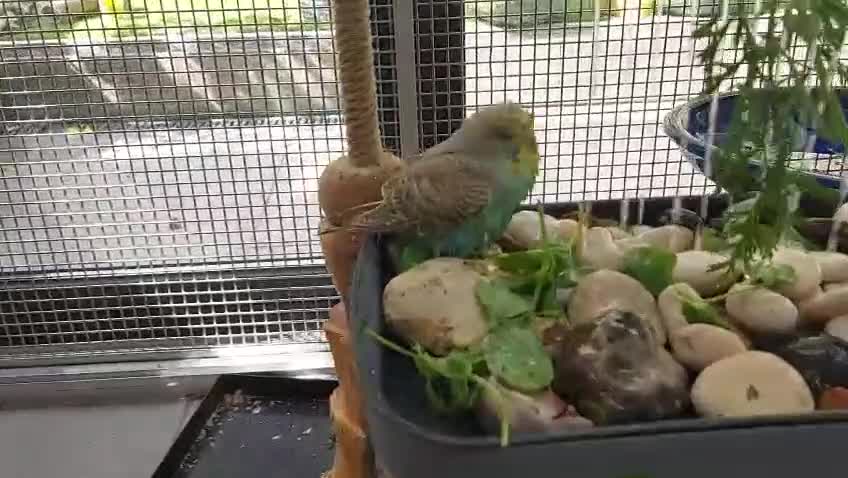 Budgerigars birds for sale: Hand tamed Budgies (2 Reserved) - Video 3