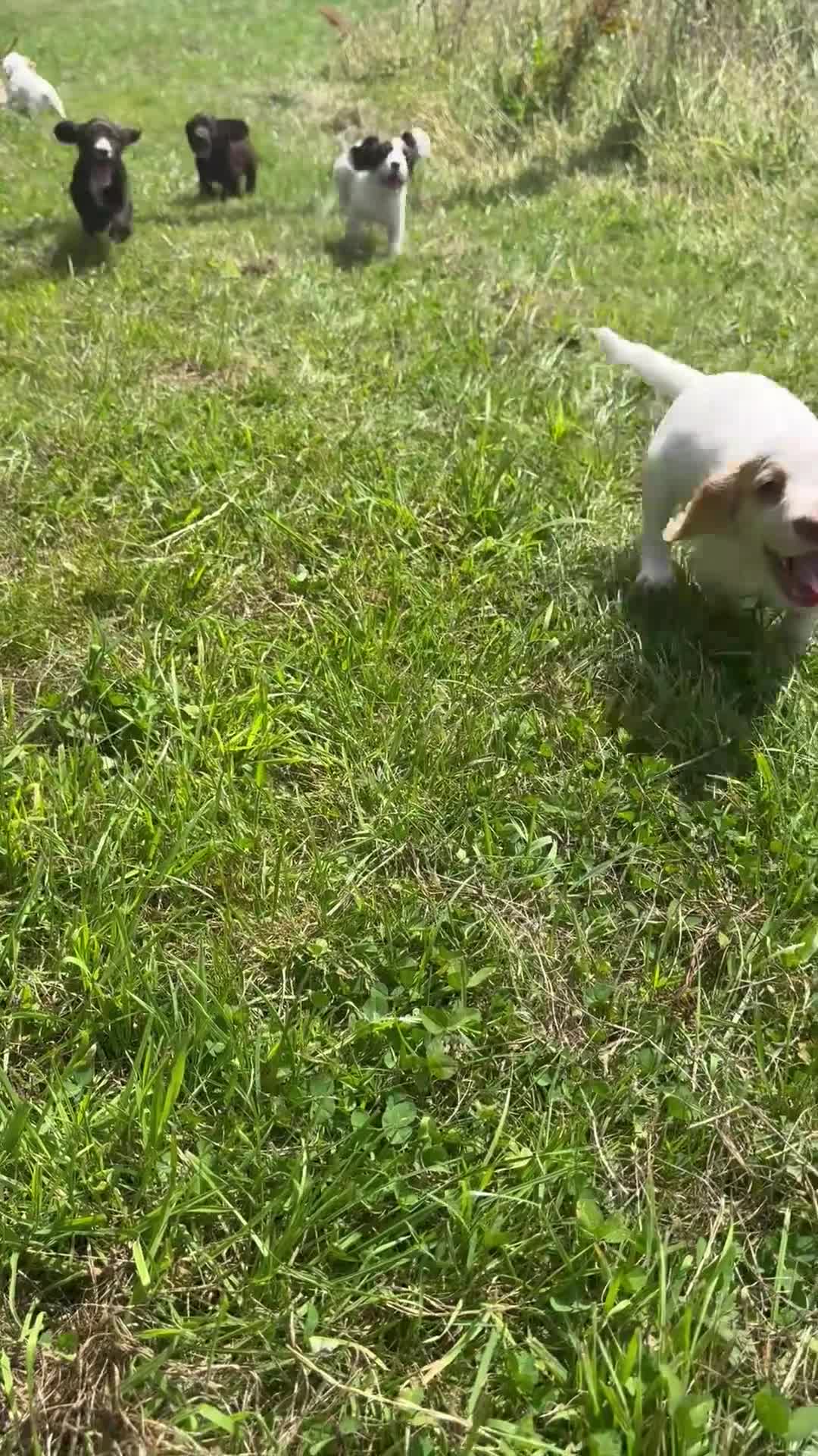 Cocker Spaniel dogs for sale: Cocker spaniel pups health tested with waggy tails - Video 3