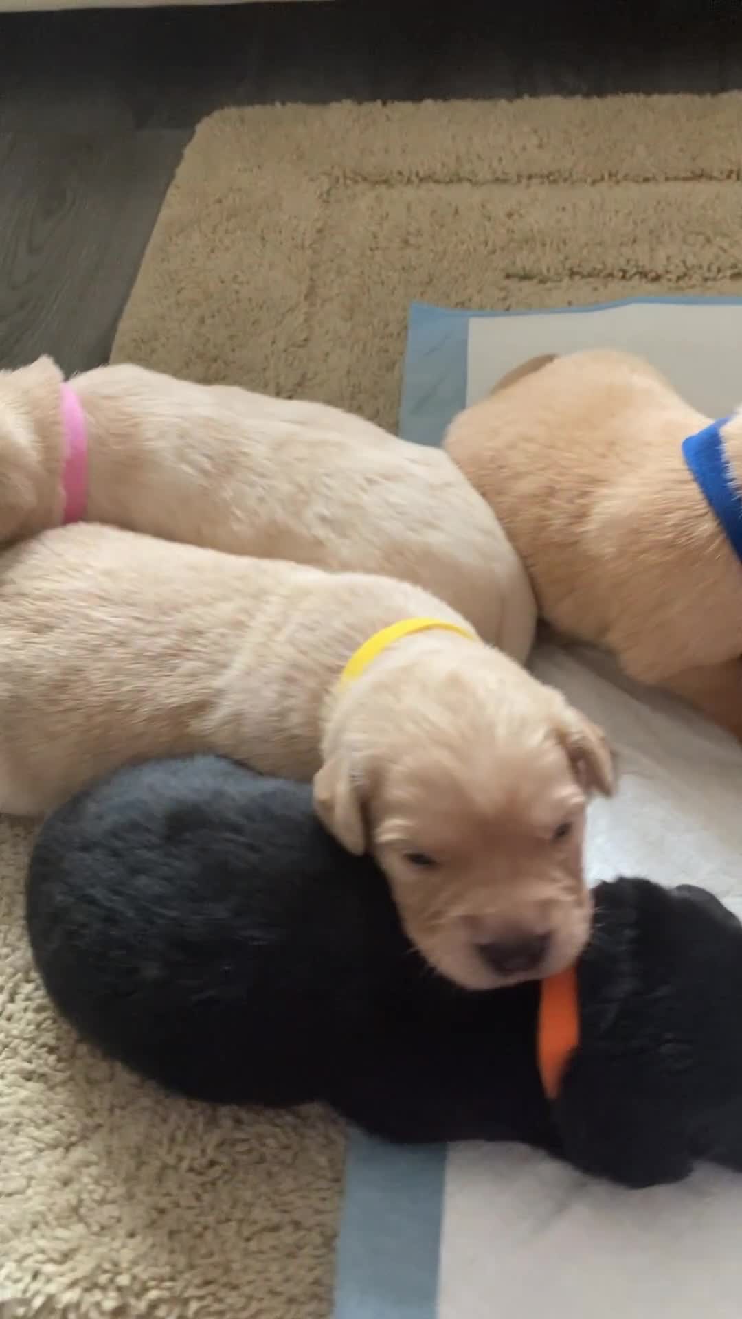 Labrador Retriever dogs for sale: LABRADOR PUPPIES - Video 1