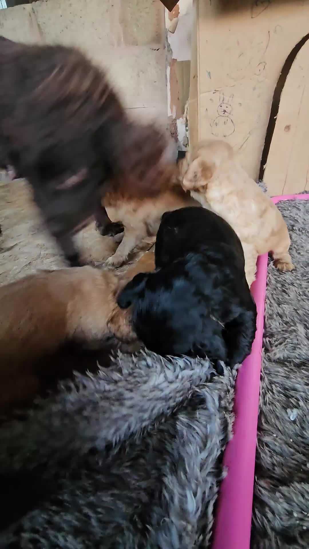 Cocker Spaniel dogs for sale: KC Cocker Spaniel-Black and Golden Boys Available in Settle - Video 4