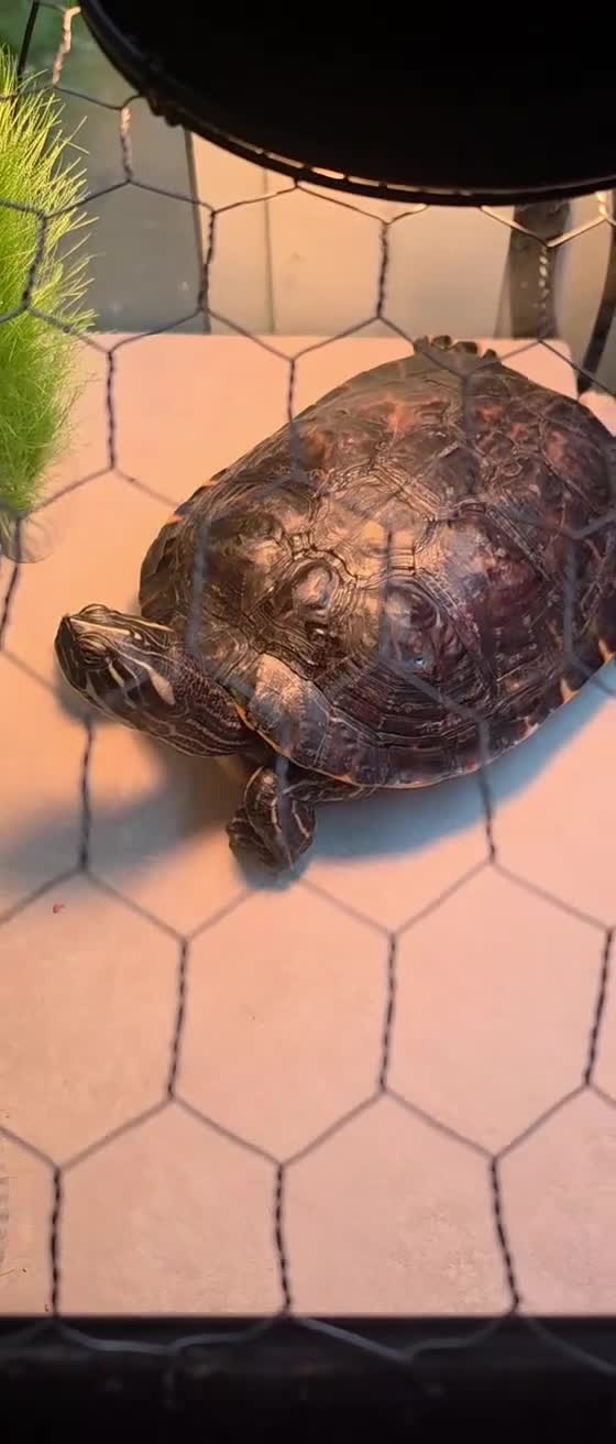 Turtle reptiles for sale: Turtle are free, set for sale. - Video 1