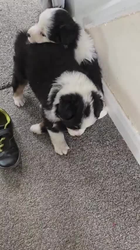 Australian Shepherd dogs for sale: Australian Shepherd  - Video 4