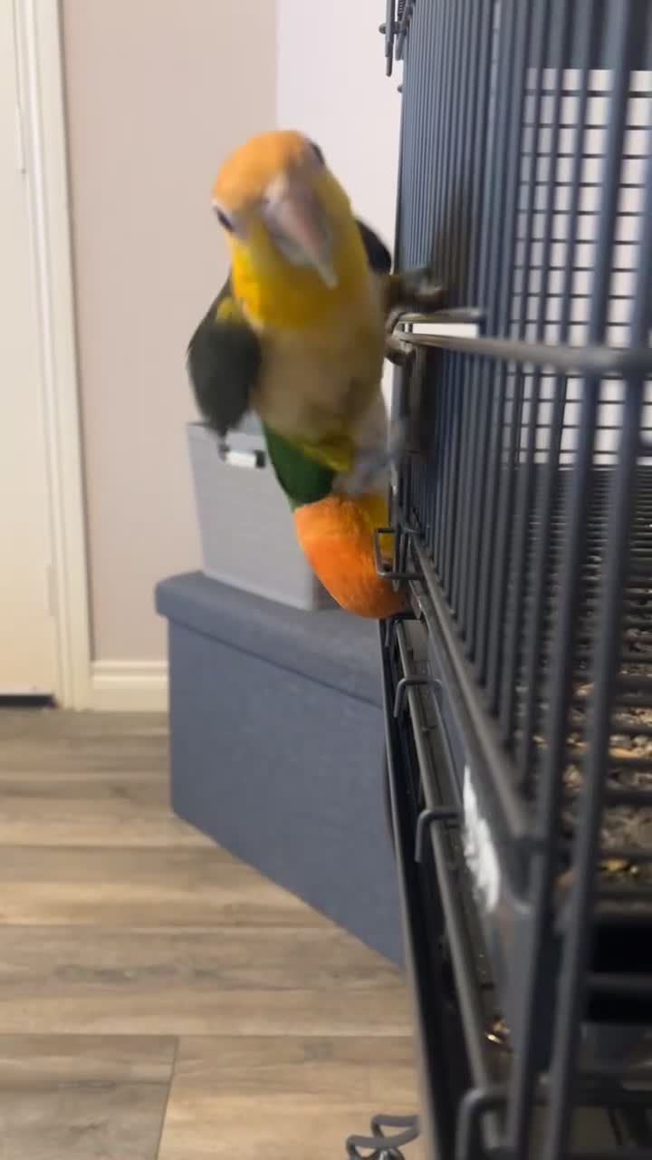 Parrots birds for sale: Bonded pair of yellow thighed caiques  - Video 2