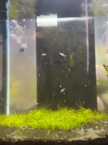 Platies fish for sale: Fry for sail. - Video 2