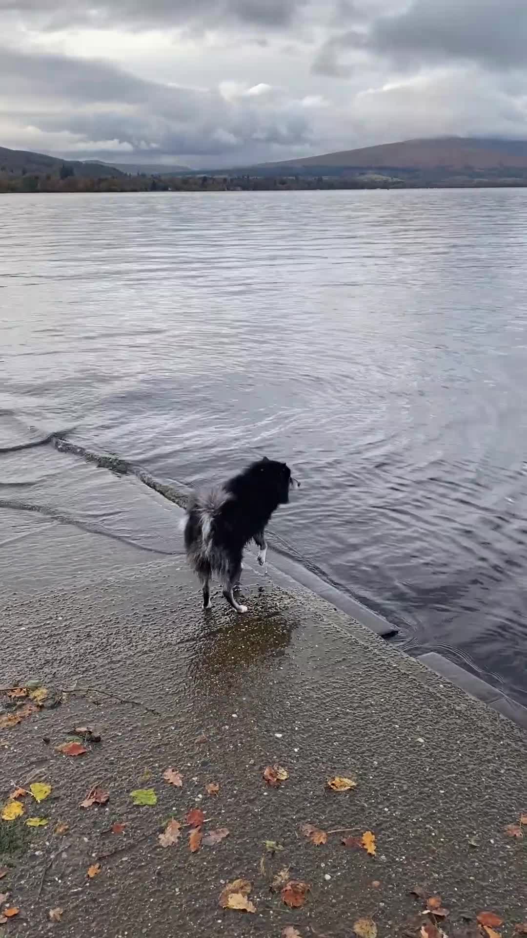 Pomsky dogs for stud: Pomsky for Stud - Video 3