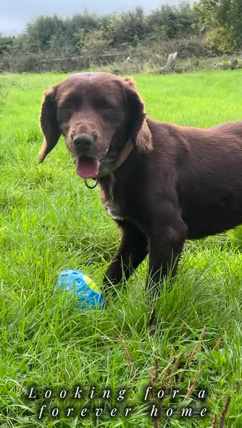 Cocker Spaniel dogs for sale: Mac - searching for a forever family  - Video 1