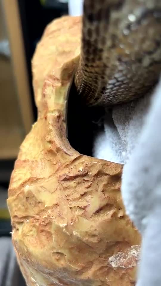 Corn Snake reptiles for sale: Corn Snake looking for a new home in Derby - Video 1