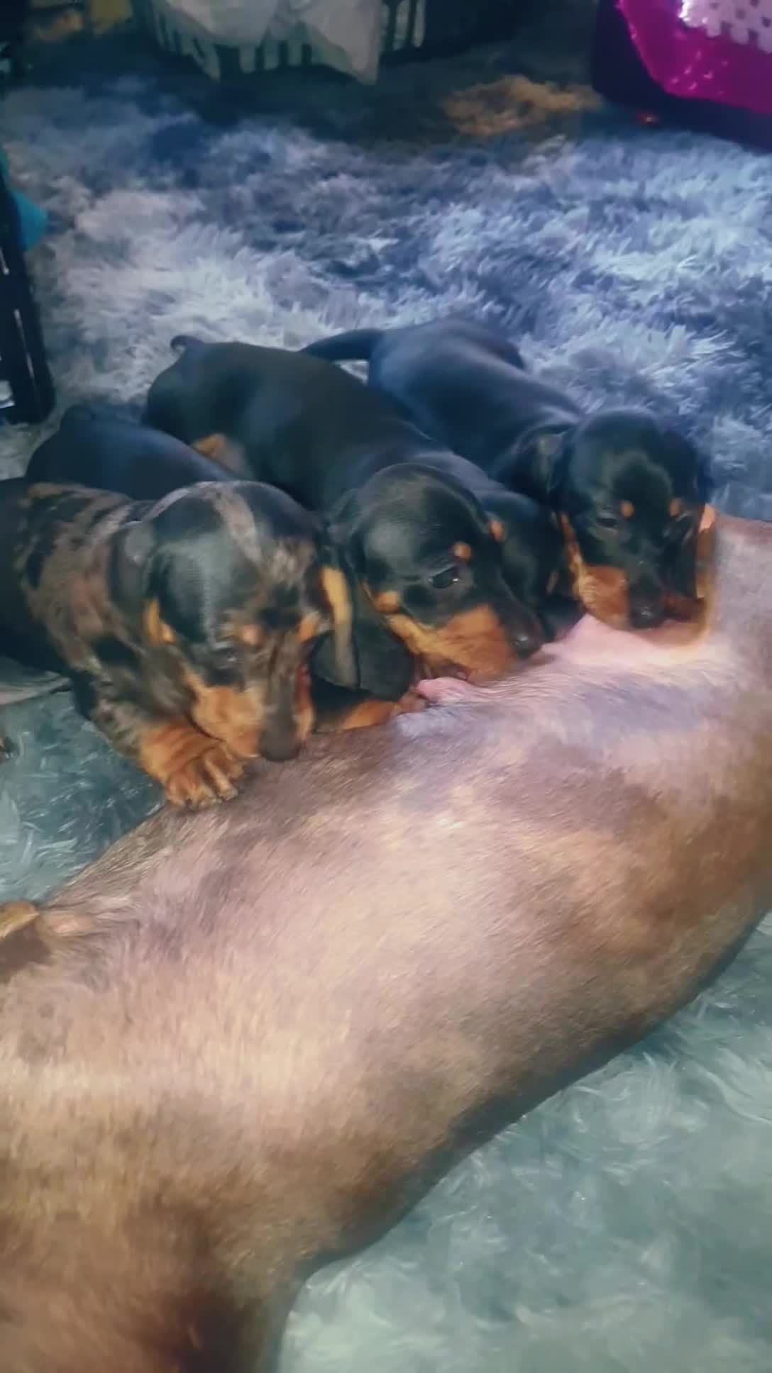 Miniature Dachshund dogs for sale: 2 male miniature dachshunds  in Brandon - Video 2
