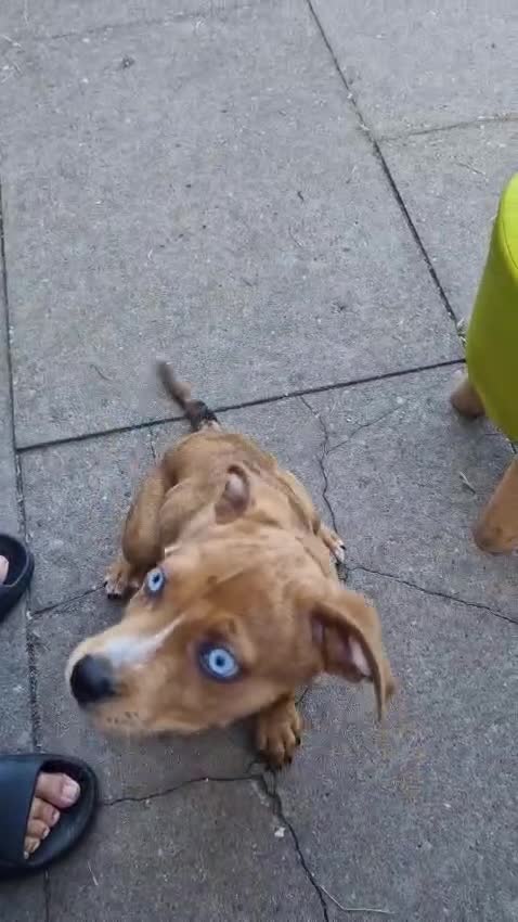 Mixed Breed dogs for sale: American bulldog x rottweiller - Video 1