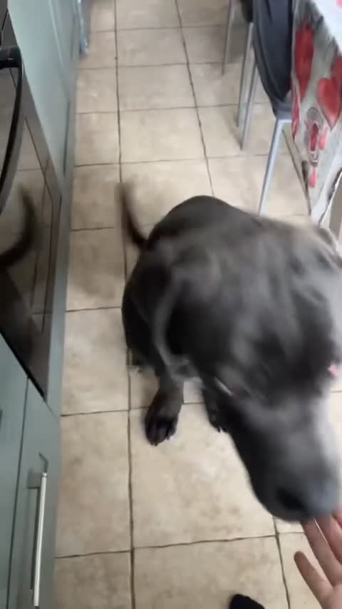 Cane Corso dogs for stud: Big boy chaos🐾 - Video 1