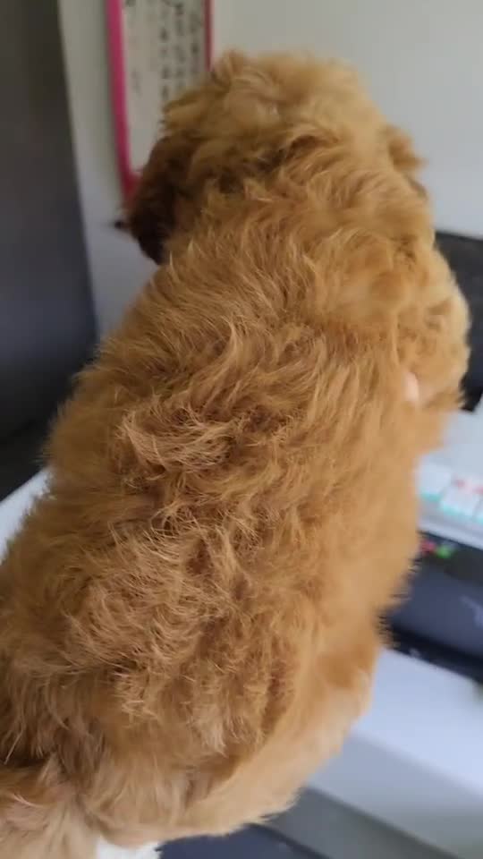 Cavapoo dogs for sale: Last girl ready to rehome in Preston - Video 1