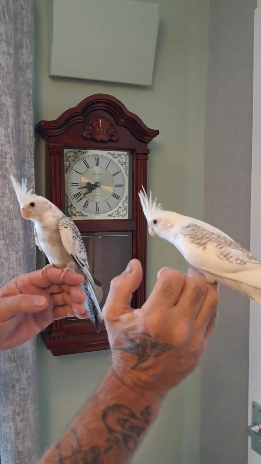 Cockatiels birds for sale: Hand reared baby cocktails very tame lovely birds  - Video 1