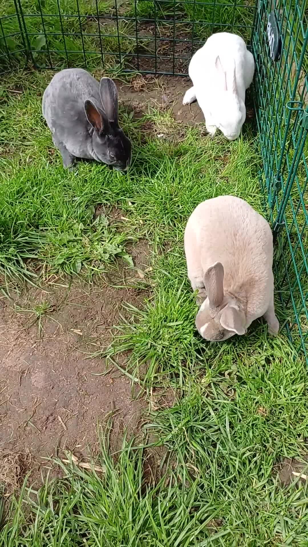 Rex rabbits for sale: Last remaining beautiful blue eyed mini rex - Video 1