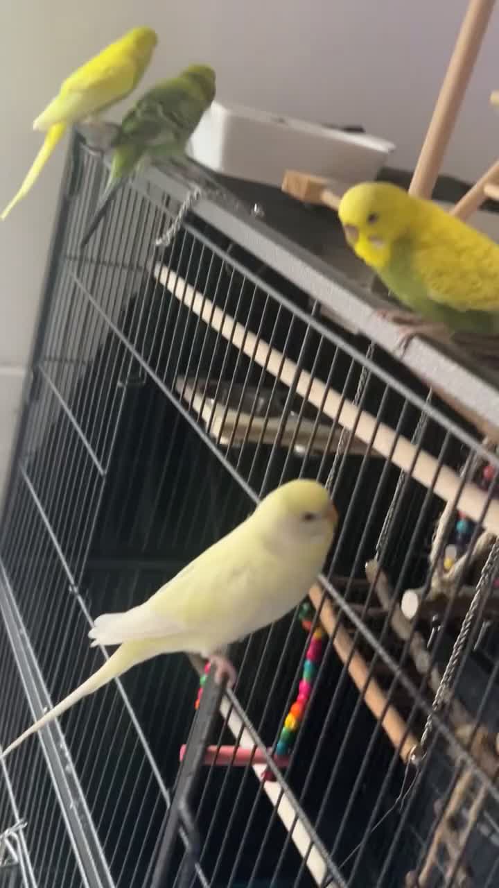 Budgerigars birds for sale: Budgies for sale - Video 4