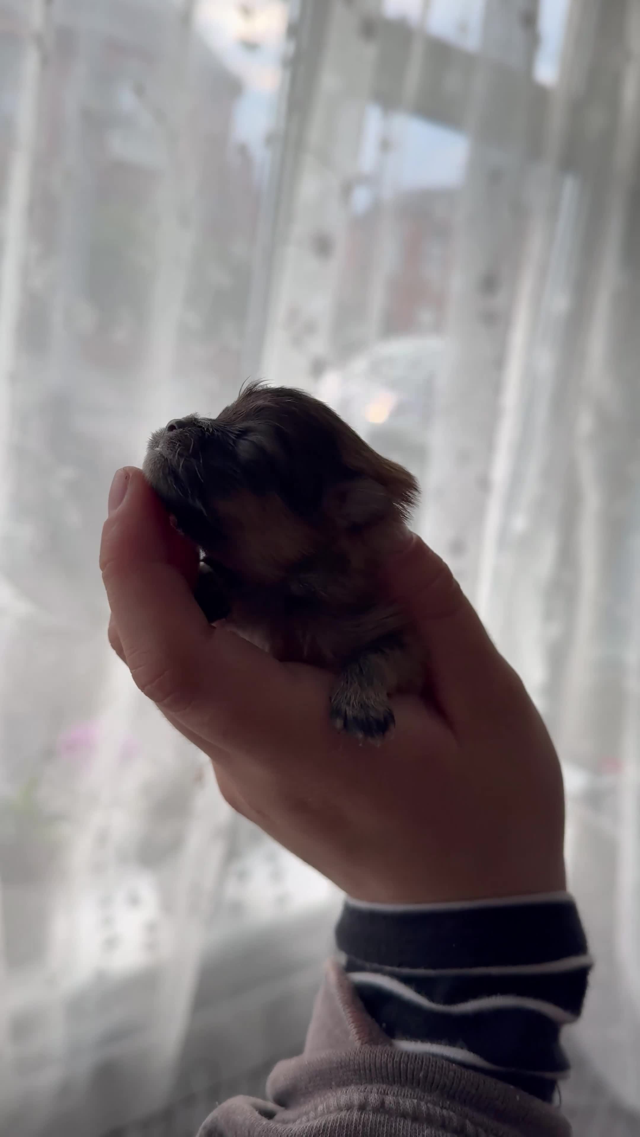 Pomeranian dogs for sale: XXSMALL POMERANIAN GIRLS - Video 4