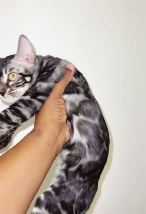 Bengal cats for sale: Adorable Kittens Ready Now! Meet Your New Bestie😻 - Video 1