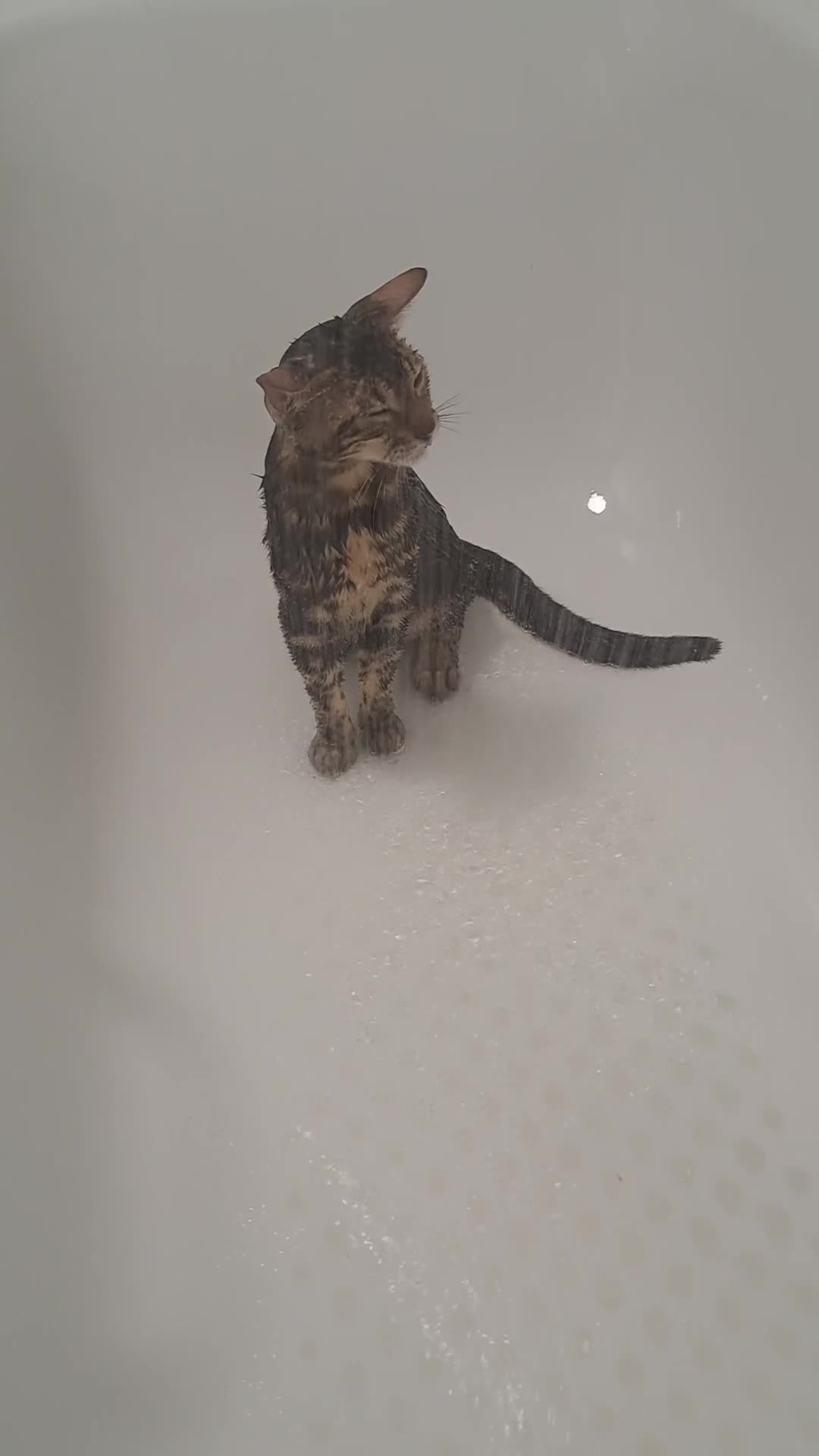 Bengal cats for sale: Pure Female Bengal Kitten £250 - Video 2