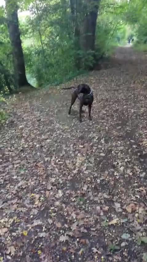 Mixed Breed dogs for sale: Kylo  - Video 1