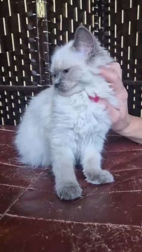 Ragdoll cats for sale: A Unique Ragdoll Kitten Waiting for a Loving home  - Video 2