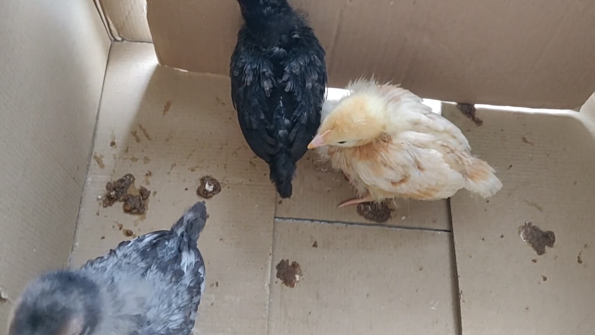 Chickens poultry for sale: Newborn baby chicks for sale in London  - Video 3