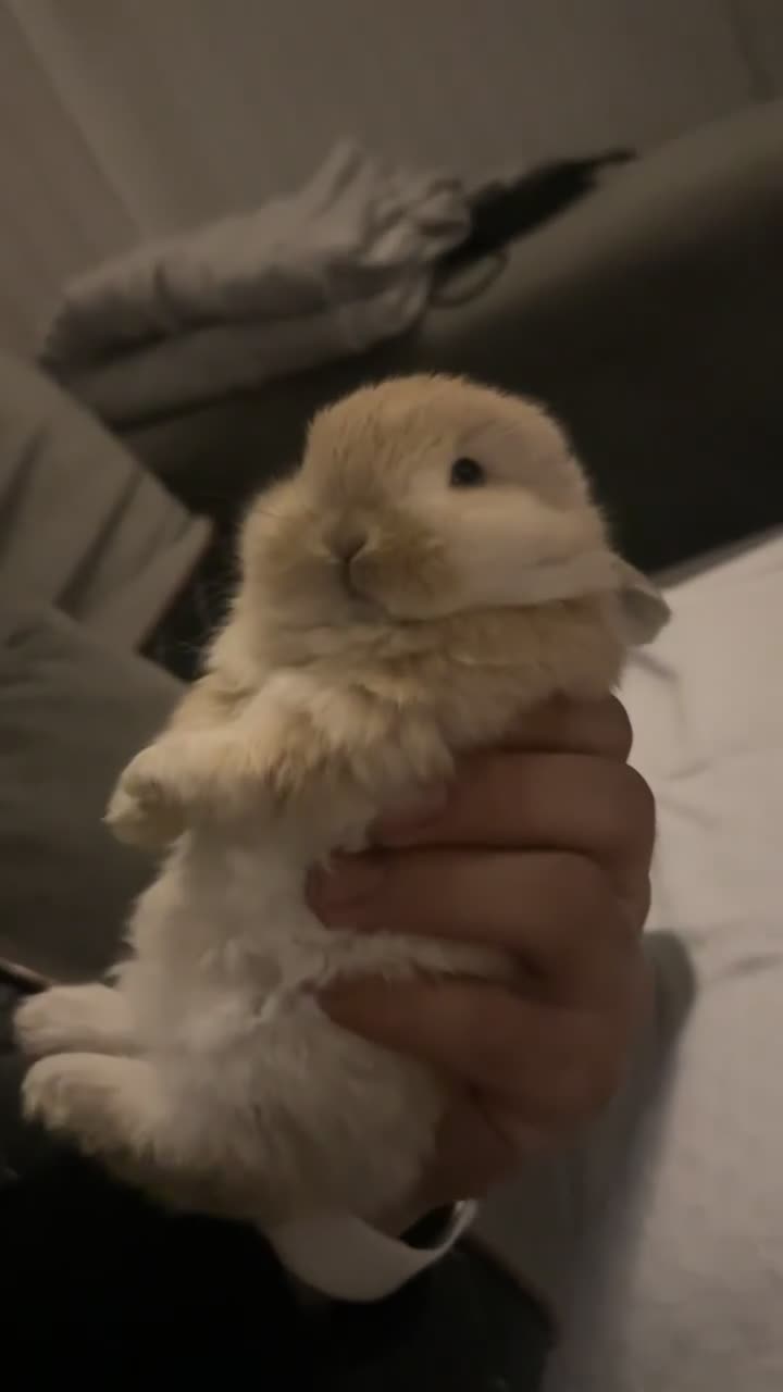 Mini Lop rabbits for sale: Baby rabbits for sale - Video 3