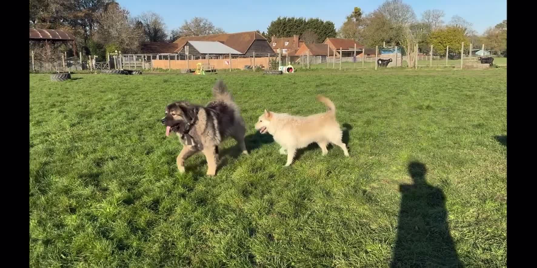 Caucasian Shepherd Dog dogs for sale: 🏡 ADOPT MISHA 🐾 FREE 🌟 Make a Christmas Miracle - Video 3