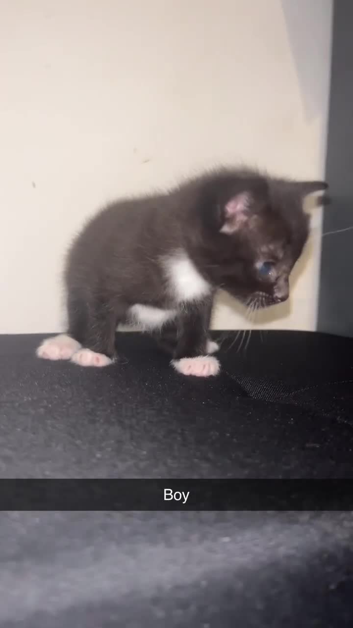 Mixed Breed cats for sale: Black&White kittens - Video 1