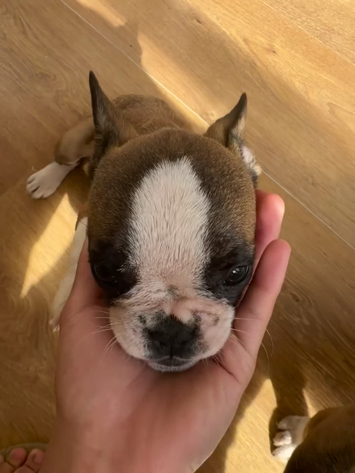 French Bulldog dogs for sale: French bull dogs  in Epsom - Video 4
