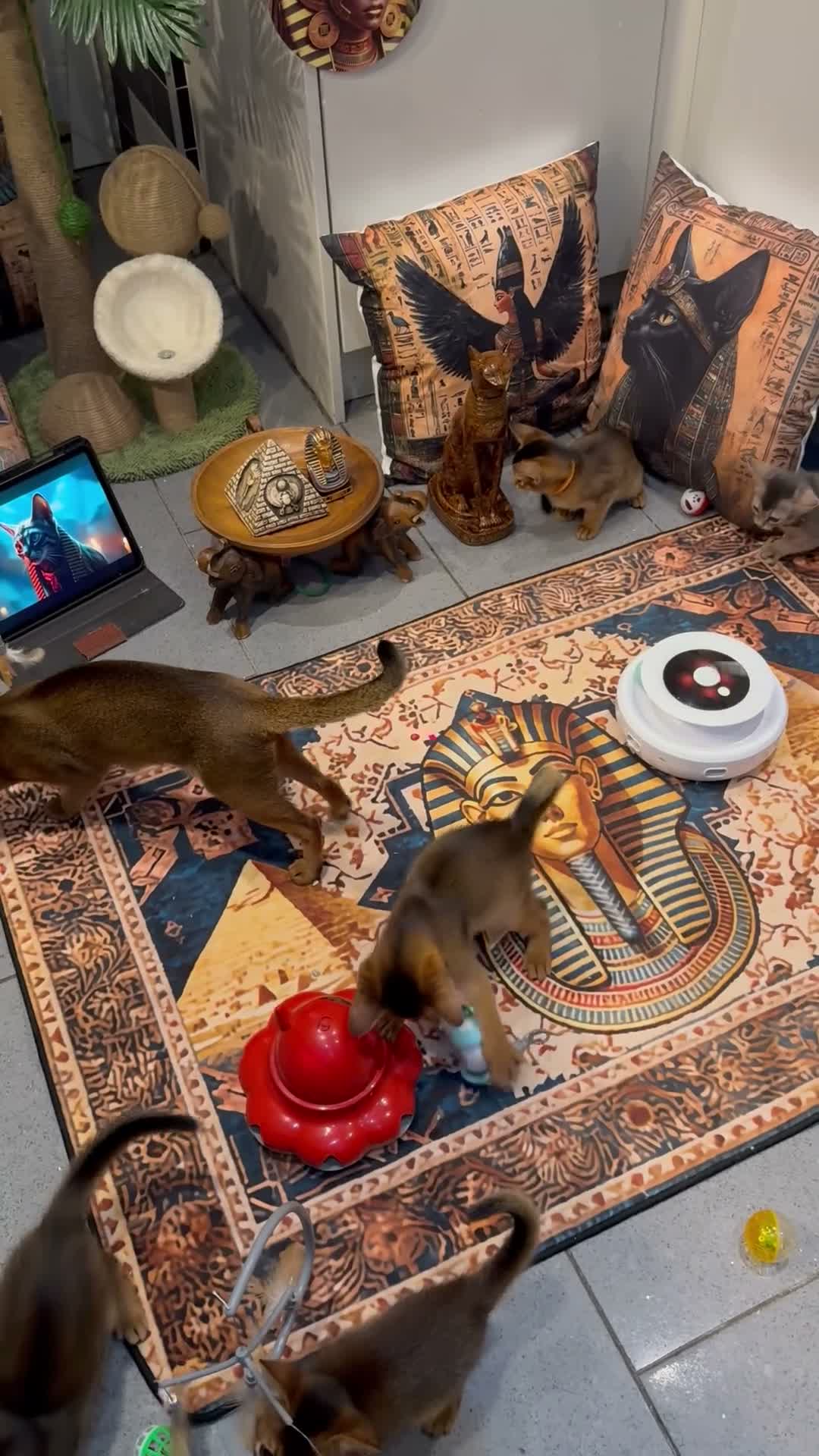 Abyssinian cats for sale: Three Abyssinian sisters looking for a new home - Video 4