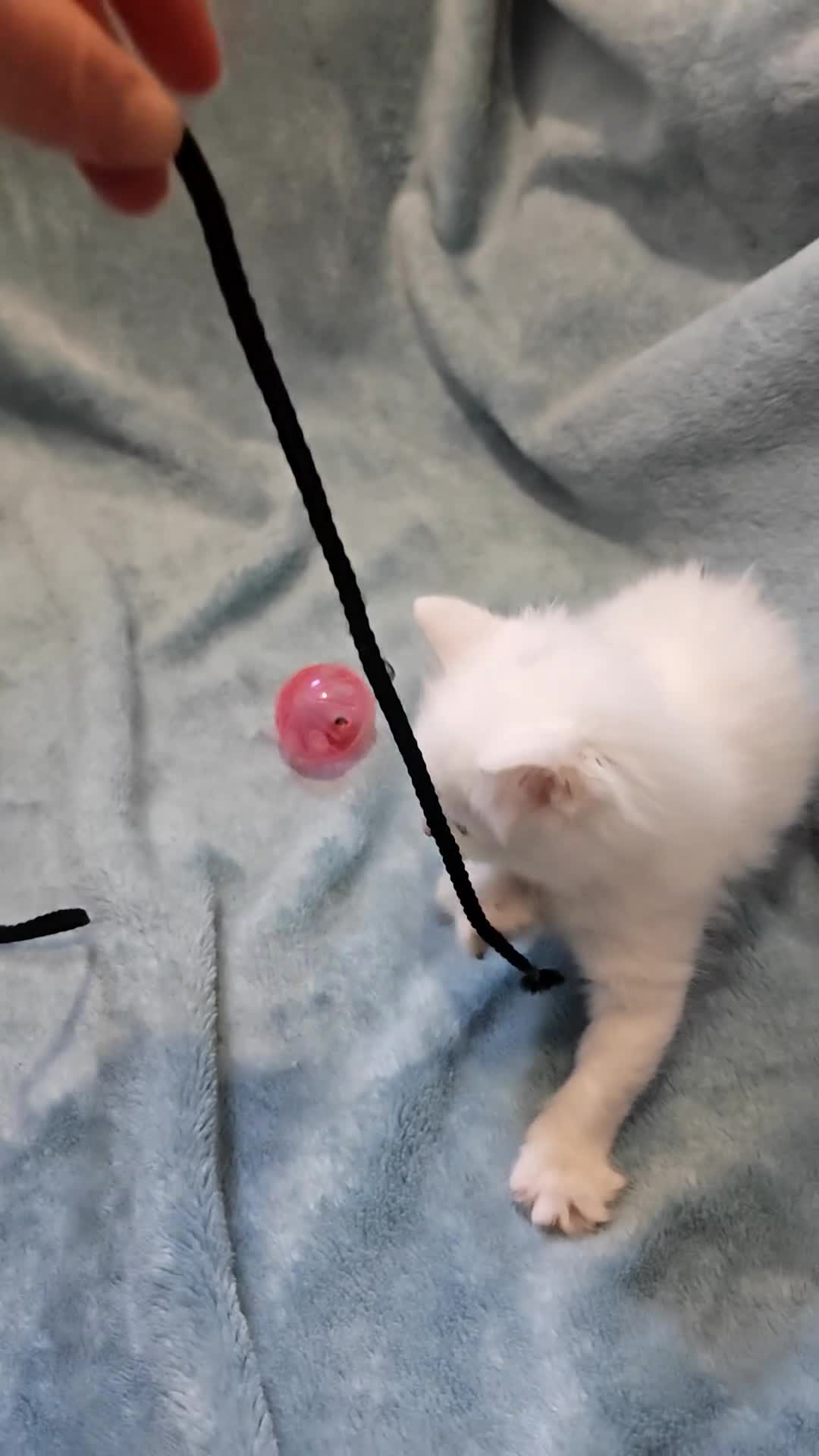 Mixed Breed cats for sale: FLUFFY GIRLS VIDEOS - Video 5