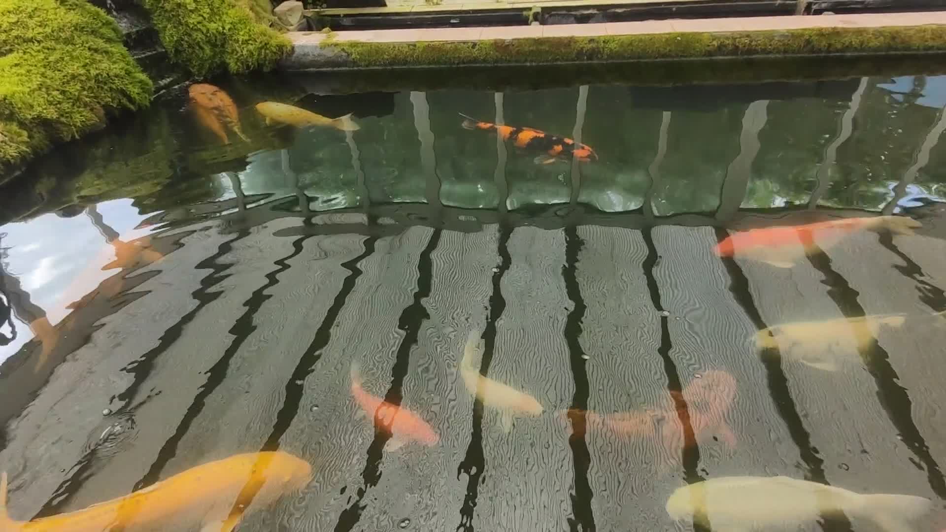 Koi Carp fish for sale: 14 Japanese Koi Carp not free - Video 1