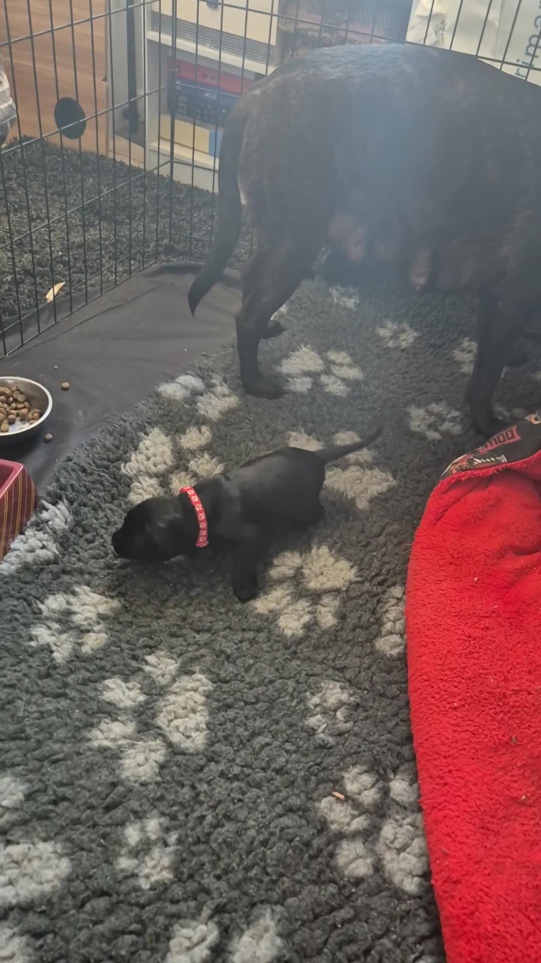 Mixed Breed dogs for sale: 8 Beautiful Puppies Looking for Forever Homes! - Video 1