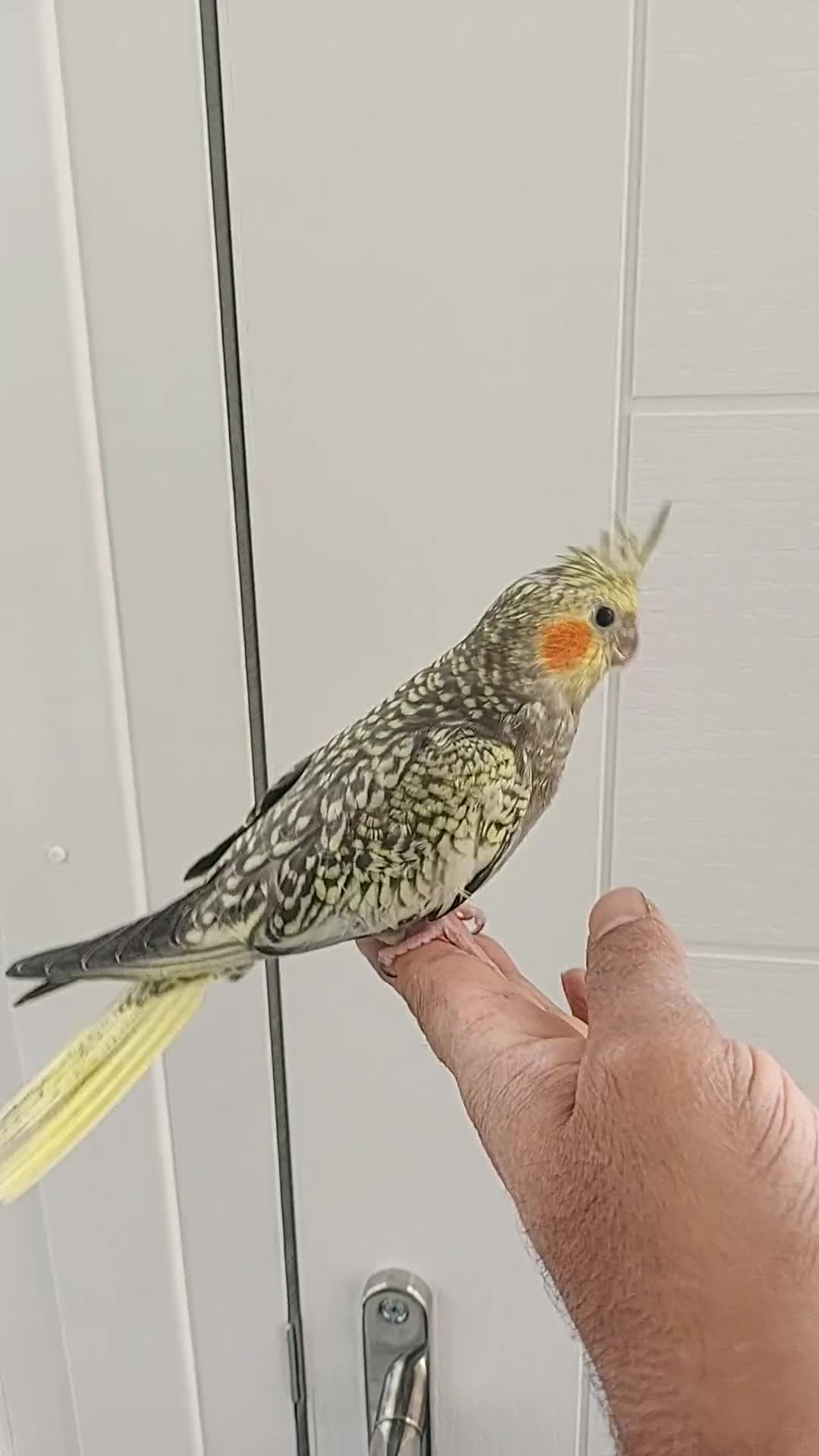 Cockatiels birds for sale: Handreard baby cockatiel  - Video 1