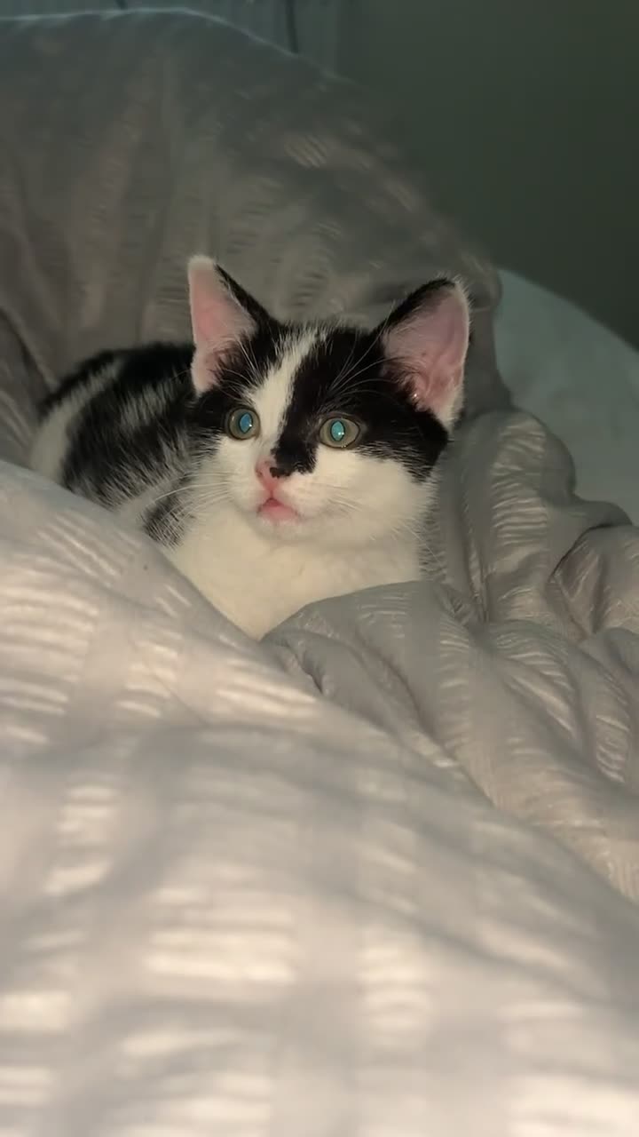 Mixed Breed cats for sale: Cat/ kitten  in Telford - Video 1